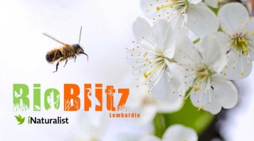 Bioblitz Lombardia 2021 nella Riserva Naturale "Le Bine"